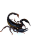 Illustration for article titled Woman Bit By Scorpion on Alaska Airlines Flight Is Chill as Hell